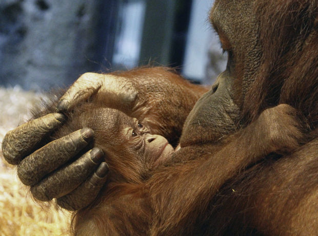 Baby orangutan